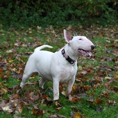 Bullterrier Sura
