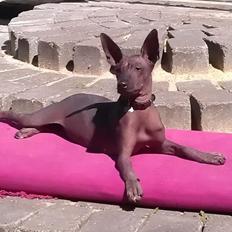 Xoloitzcuintle Tamal