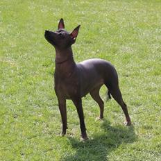 Xoloitzcuintle Tamal