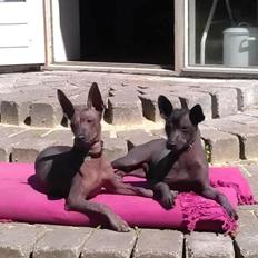 Xoloitzcuintle Tamal