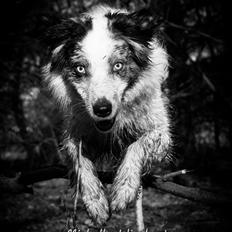 Australian shepherd Gaia