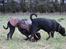 Blanding af racer Shaggie (himmelhund<3) - Shaggie og "storesøster" Ziggy