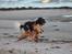 Cocker spaniel Cocio 