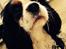 Cavalier king charles spaniel Oscar