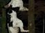 Engelsk springer spaniel Kato