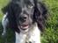 Engelsk springer spaniel Kato