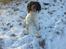 Engelsk springer spaniel Kato
