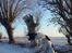 Engelsk springer spaniel Kato