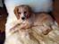 Field Trial Cockerspaniel Spilops Wild Weather Wilma - Wilma 10 uger
