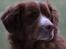 Nova scotia duck tolling retriever Leica - En dag ude i haven.. (Taget af: Mig selv 14/2 2015) 