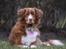 Nova scotia duck tolling retriever Leica - (Taget af: mig selv 14/2 2015) 