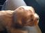 Cavalier king charles spaniel Fie - 4 uger gammel