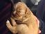 Cavalier king charles spaniel Fie - 4 uger gammel