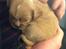 Cavalier king charles spaniel Fie - 4 uger gammel
