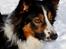 Border collie Jett R.I.P