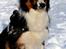 Border collie Jett R.I.P