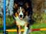 Border collie Jett R.I.P