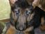 Schæferhund Oline(Tidl. Hund)