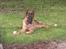 Schæferhund Oline(Tidl. Hund)