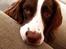 Field Trial Springer Spaniel Zigge!