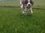 Field Trial Springer Spaniel Zigge!
