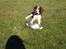 Field Trial Springer Spaniel Zigge!