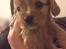 Cavalier king charles spaniel Fie - Fie 5 en halv uge gammel :-)
