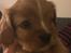 Cavalier king charles spaniel Fie - 5 en halv uge :-)