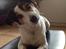 Jack russell terrier Bertil