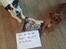 Jack russell terrier Bertil