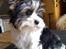 Biewer yorkshire terrier Aischa - Ny i huset