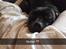 Blanding af racer Shaggie (himmelhund<3) - Passer på sin Daniel som ligger med influenza ❤️