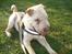 Shar pei Budda ??? R.I.P ???