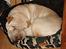 Shar pei Budda ??? R.I.P ???