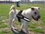 Shar pei Budda ??? R.I.P ???