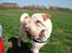 Shar pei Budda ??? R.I.P ???