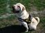 Shar pei Budda ??? R.I.P ???