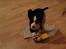 Welsh corgi cardigan Armani