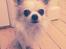 Chihuahua Tino AKA Bambino