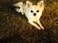 Chihuahua Tino AKA Bambino