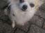 Chihuahua Tino AKA Bambino
