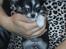 Chihuahua Tiny Star Dinka