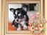 Chihuahua Tiny Star Dinka
