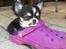 Chihuahua Tiny Star Dinka