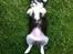 Chihuahua Tiny Star Dinka