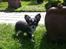 Chihuahua Tiny Star Dinka
