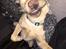 Labrador retriever Marvin