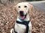 Labrador retriever Marvin