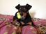 Dvaergpinscher Chaing`ez