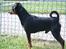 Dvaergpinscher Chaing`ez
